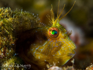 Life in the Bottle
Blenny at Blue Heron Bridge by Jan Morton 